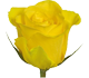 گل رز هلندی ویوا